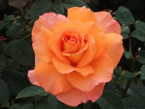 SEVENTH HEAVEN (hybrid tea)